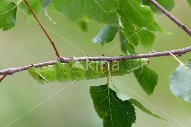 Kentish Glory (Endromis versicolora)