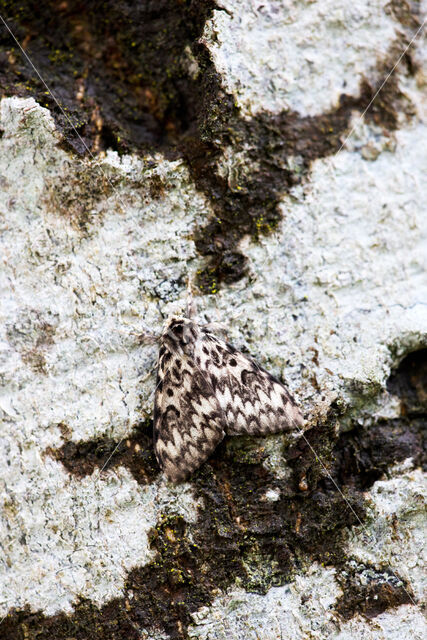 Black Arches (Lymantria monacha)