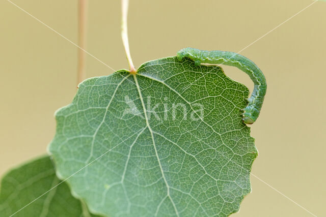 Gerande spanner (Lomaspilis marginata)