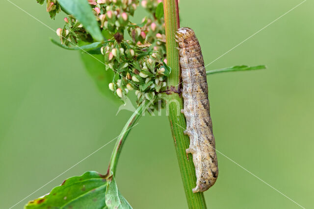 W-uil (Lacanobia thalassina)