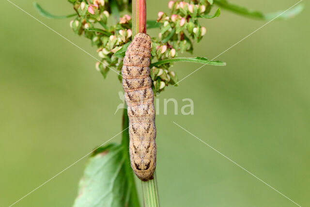 W-uil (Lacanobia thalassina)