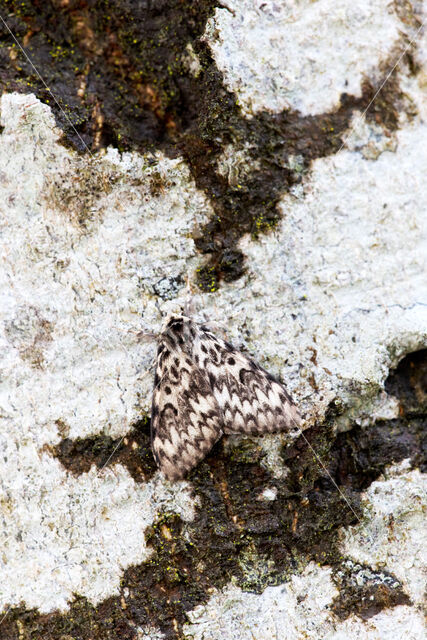 Black Arches (Lymantria monacha)