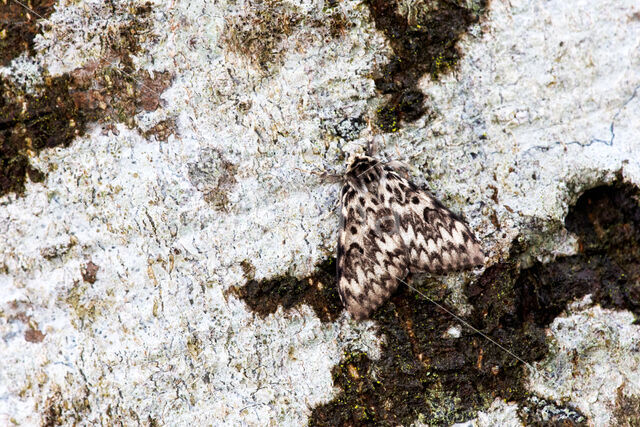 Nonvlinder (Lymantria monacha)