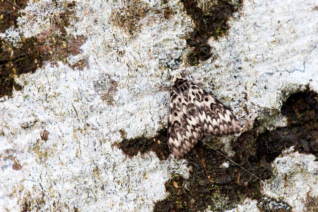 Black Arches (Lymantria monacha)