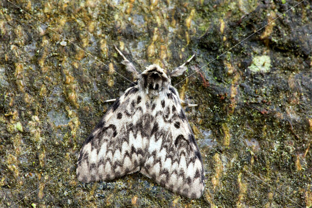 Black Arches (Lymantria monacha)