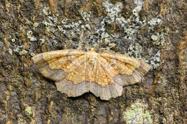 Zoomspanner (Epione vespertaria)