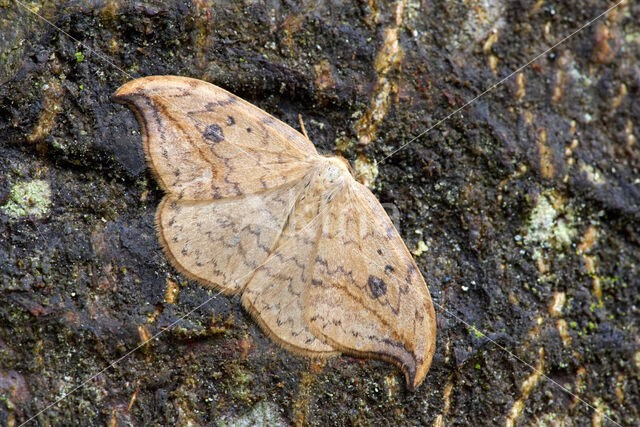 Berkeneenstaart (Drepana falcataria)