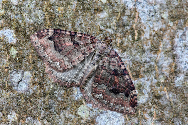 Grote Boomspanner (Triphosa dubitata)