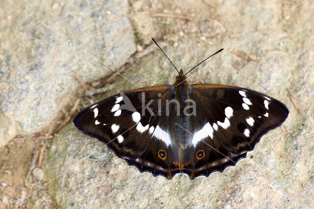 Purple Emperor (Apatura iris)