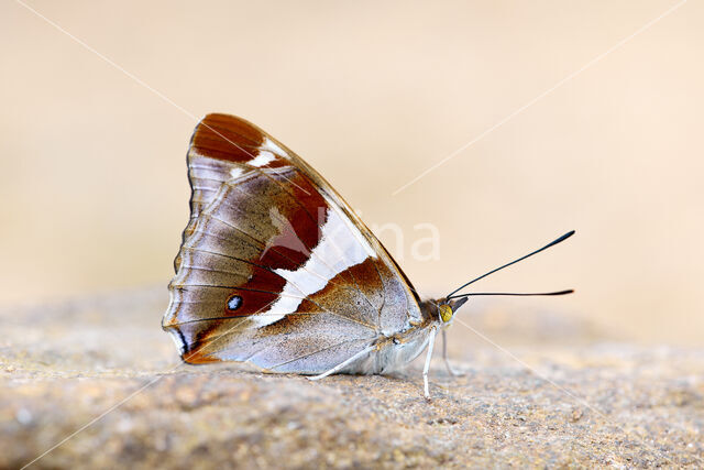 Purple Emperor (Apatura iris)