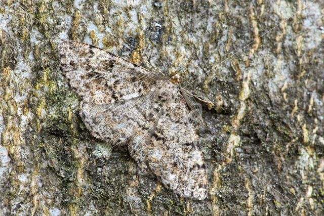 Satijnen spikkelspanner (Deileptenia ribeata)