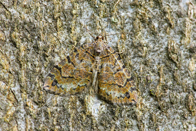 Variabele spanner (Hydriomena furcata)