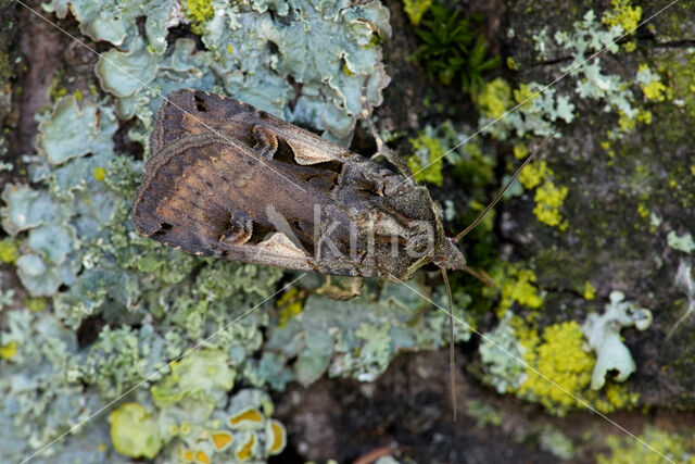 Zwarte c-uil (Xestia c-nigrum)