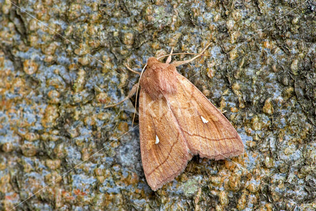 Brown-line Bright-eye (Mythimna conigera)