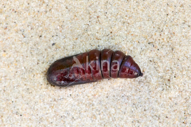 The Miller (Acronicta leporina)