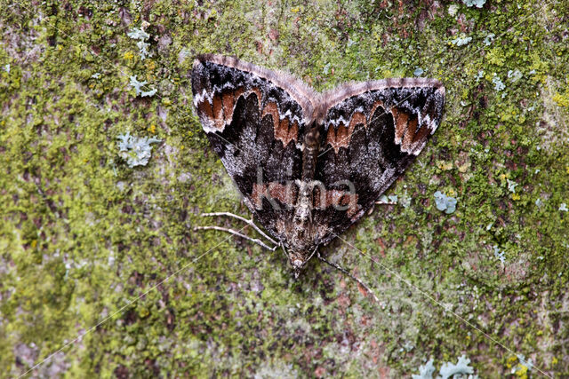 dark marbled carpet (Dysstroma citrata)