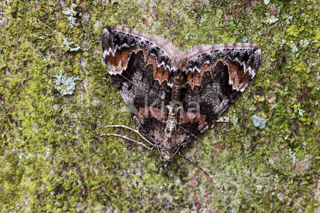 dark marbled carpet (Dysstroma citrata)