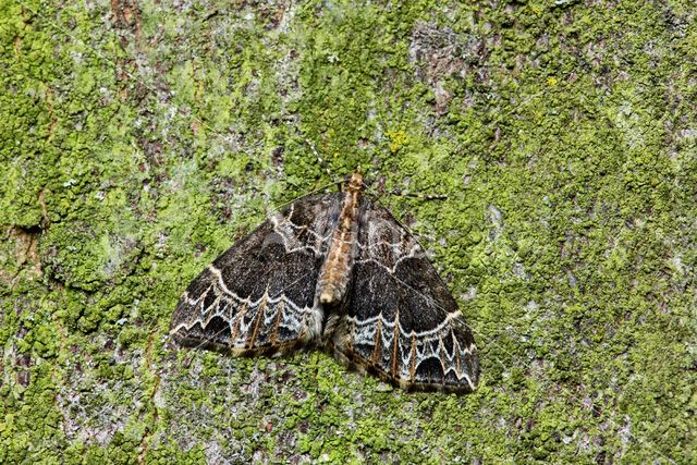 Small Phoenix (Ecliptopera silaceata)