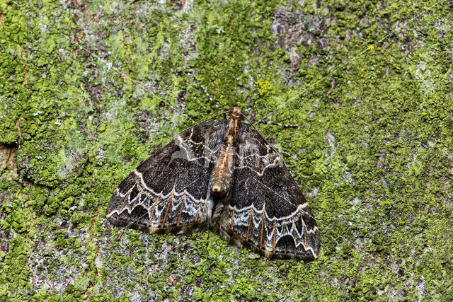 Marmerspanner (Ecliptopera silaceata)