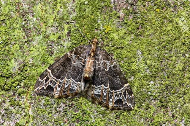 Marmerspanner (Ecliptopera silaceata)