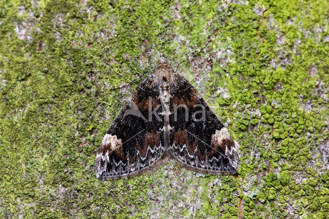 dark marbled carpet (Dysstroma citrata)