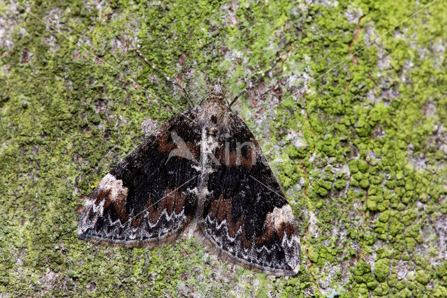 dark marbled carpet (Dysstroma citrata)