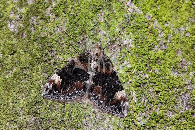 dark marbled carpet (Dysstroma citrata)