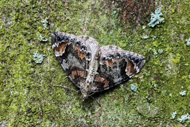 dark marbled carpet (Dysstroma citrata)