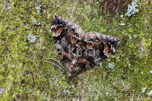 dark marbled carpet (Dysstroma citrata)