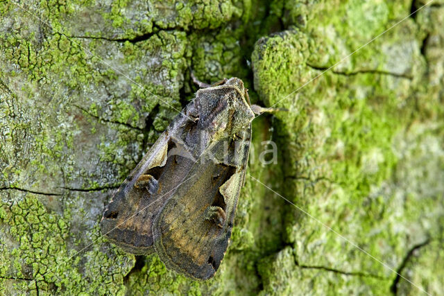 Zwarte c-uil (Xestia c-nigrum)