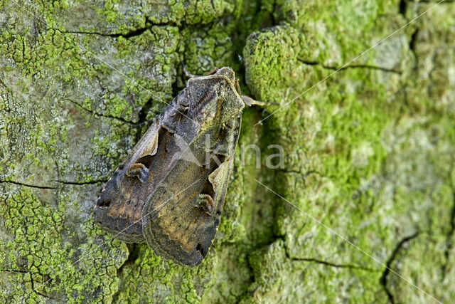 Zwarte c-uil (Xestia c-nigrum)