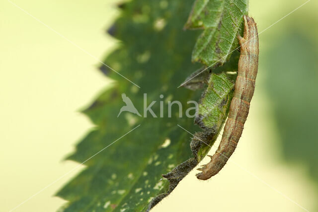 Kalkbandspanner (Cataclysme riguata)