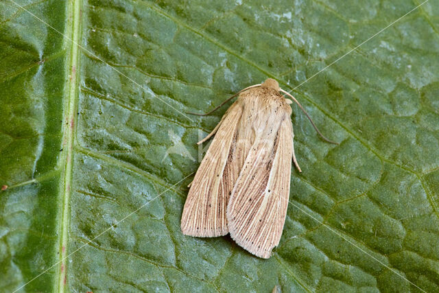 Smoky Wainscot (Mythimna impura)