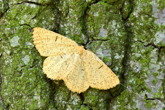 Orange Moth (Angerona prunaria)