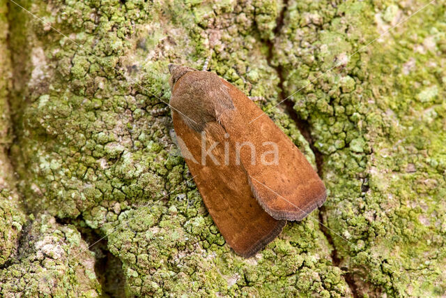 Kleine huismoeder (Noctua interjecta)