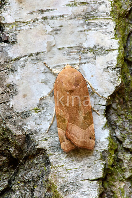 Broad-bordered Yellow Underwing (Noctua fimbriata)