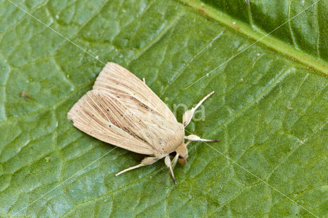 Smoky Wainscot (Mythimna impura)