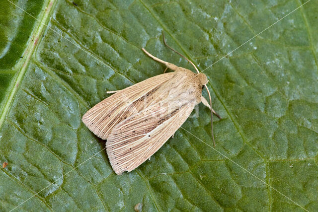 Smoky Wainscot (Mythimna impura)