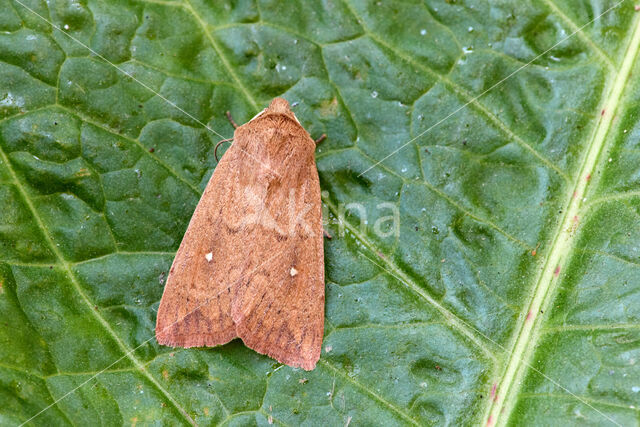 White-point (Mythimna albipuncta)