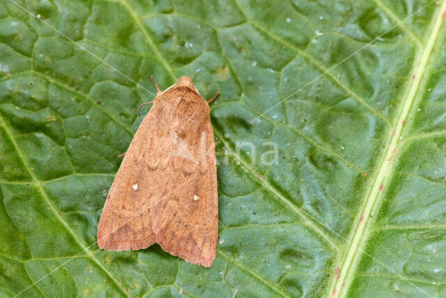 White-point (Mythimna albipuncta)