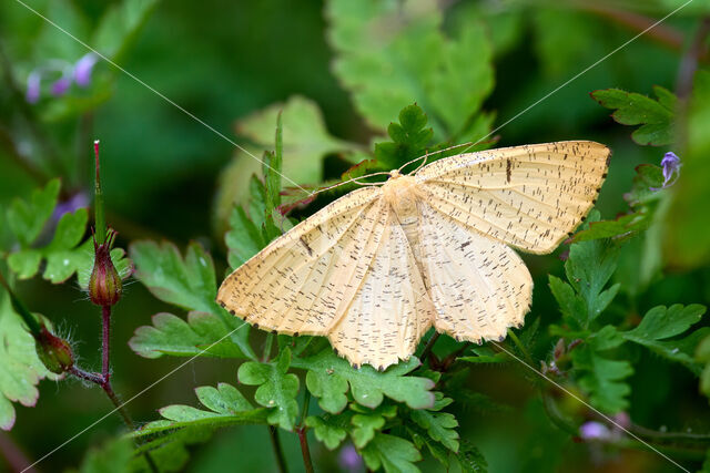 Oranje iepentakvlinder (Angerona prunaria)