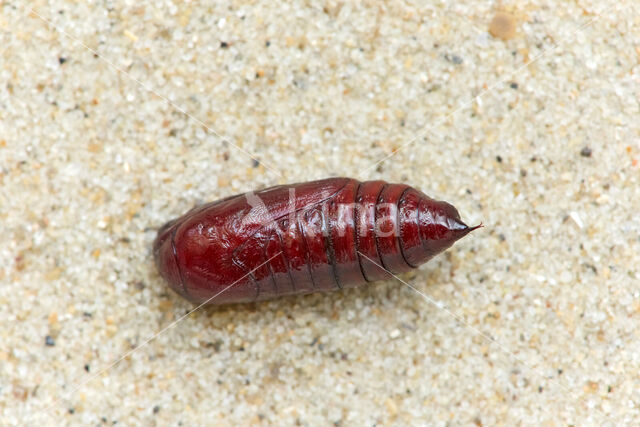 Kleine huismoeder (Noctua interjecta)