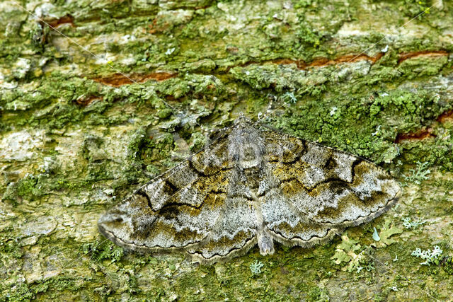 Variabele spikkelspanner (Alcis repandata)