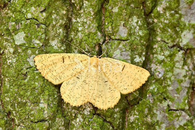 Oranje iepentakvlinder (Angerona prunaria)