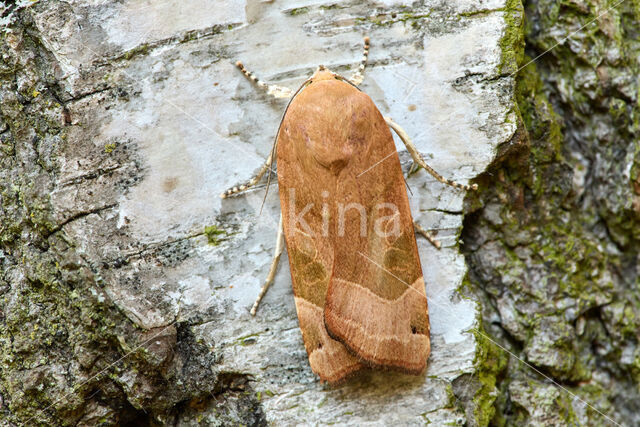 Broad-bordered Yellow Underwing (Noctua fimbriata)