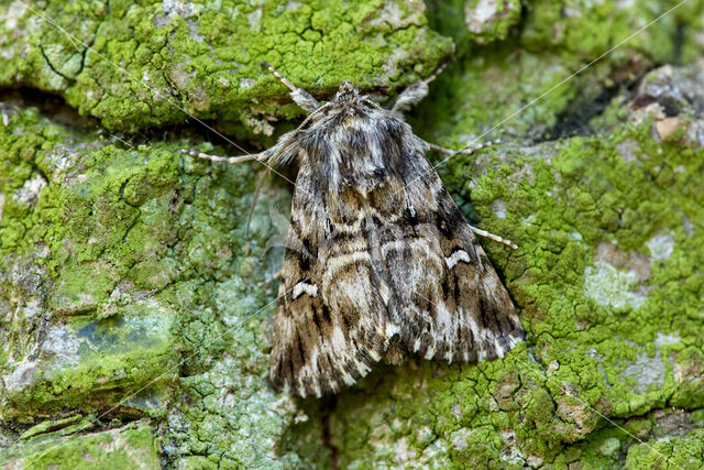 Vlasbekuiltje (Calophasia lunula)