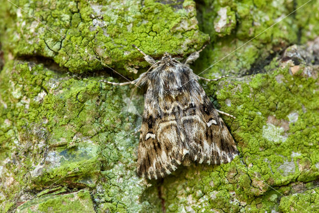 Vlasbekuiltje (Calophasia lunula)