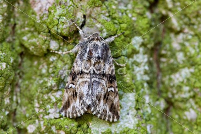 Vlasbekuiltje (Calophasia lunula)