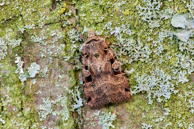 Double-Square-spot (Xestia triangulum)