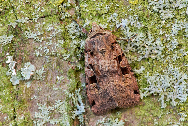 Double-Square-spot (Xestia triangulum)